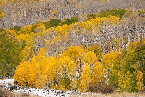 Jaynes Gallery 아티스트의 USA-Colorado-Uncompahgre National Forest Fresh snow and autumn colors on forest작품입니다.